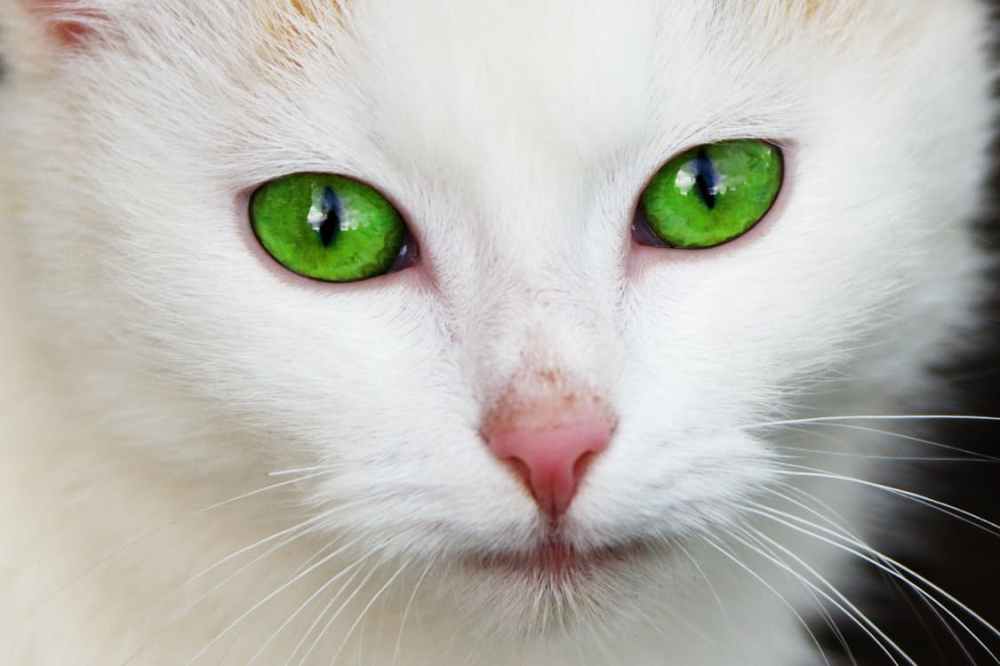 animal-cat-domestic-eye-87413.jpeg